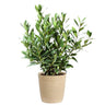 Bay Laurel Tree