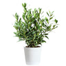 Bay Laurel Tree