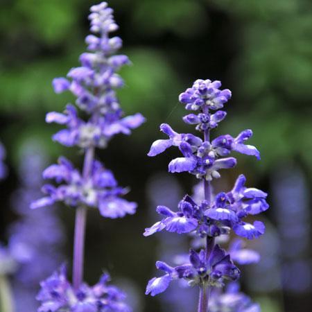 Lavender Plants for Sale  Big Time Blue – Easy To Grow Bulbs