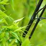 Black Bamboo