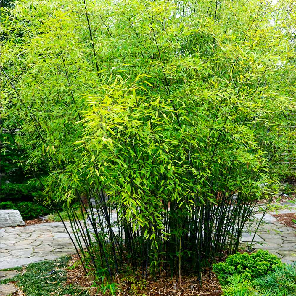 Black Bamboo Trees for Sale