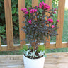 Black Diamond® Mystic Magenta™ Crape Myrtle Tree