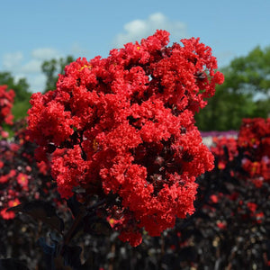 Red Black Diamond Crape Myrtle Trees for Sale – FastGrowingTrees.com