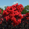 Black Diamond® Crape Myrtle - Best Red™