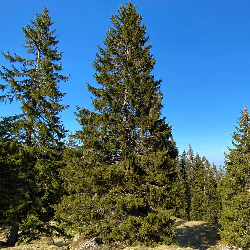 Black Hills Spruce 2 ?v=1625670544