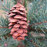 Black Hills Spruce Tree