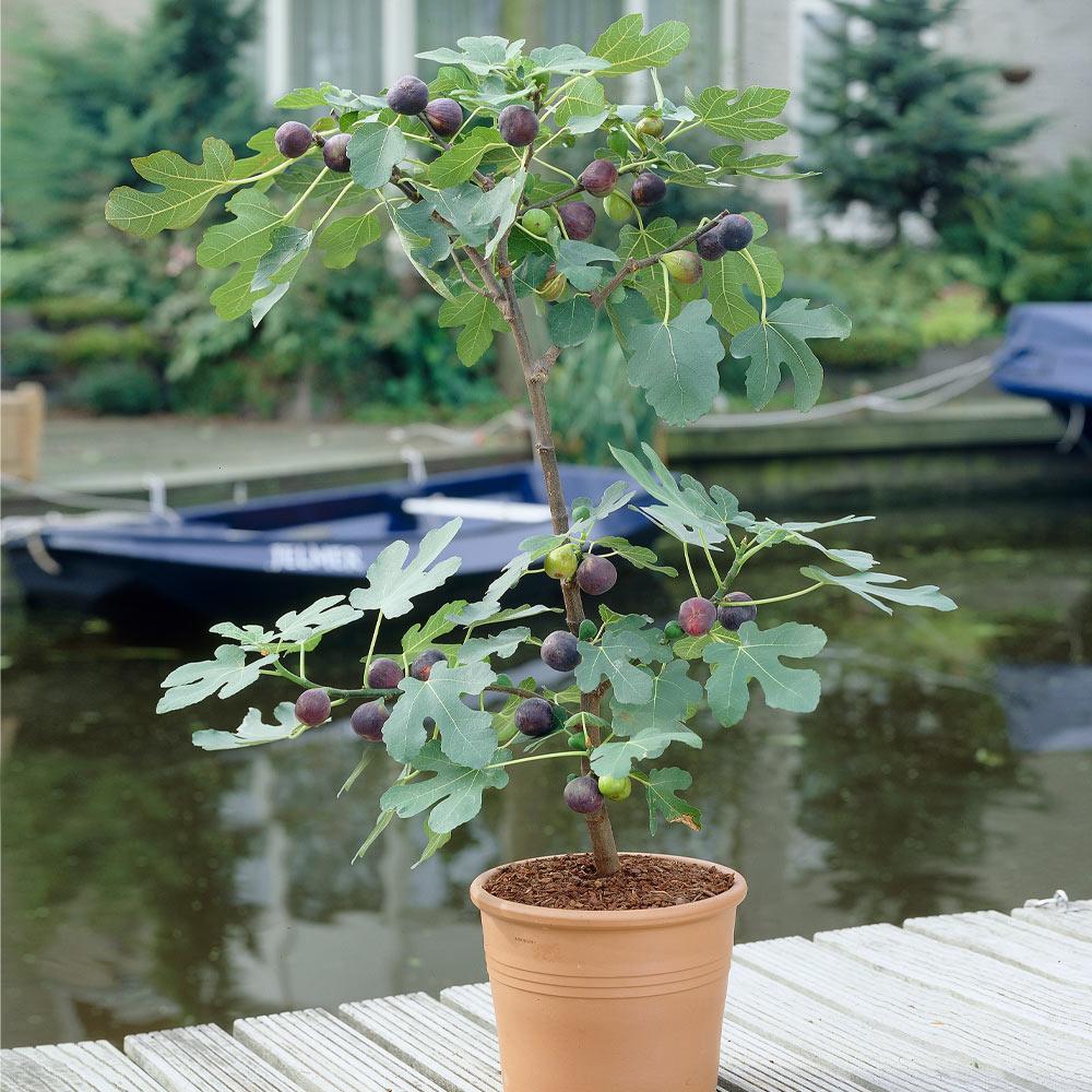 Black Mission Fig Trees for Sale