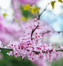 Black Pearl™ Redbud Tree