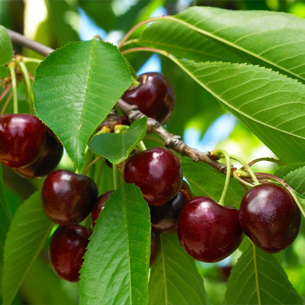 Black Tartarian Cherry Tree 1 FGT 1024x1024 ?v=1591622906