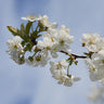 Black Tartarian Cherry Tree