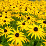 Goldsturm Black-Eyed Susan