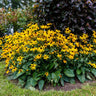 Goldsturm Black-Eyed Susan