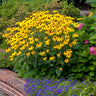 Goldsturm Black-Eyed Susan