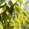 Black Pepper Plant