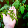 Black Pepper Plant