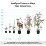 Bloodgood Japanese Maple Tree