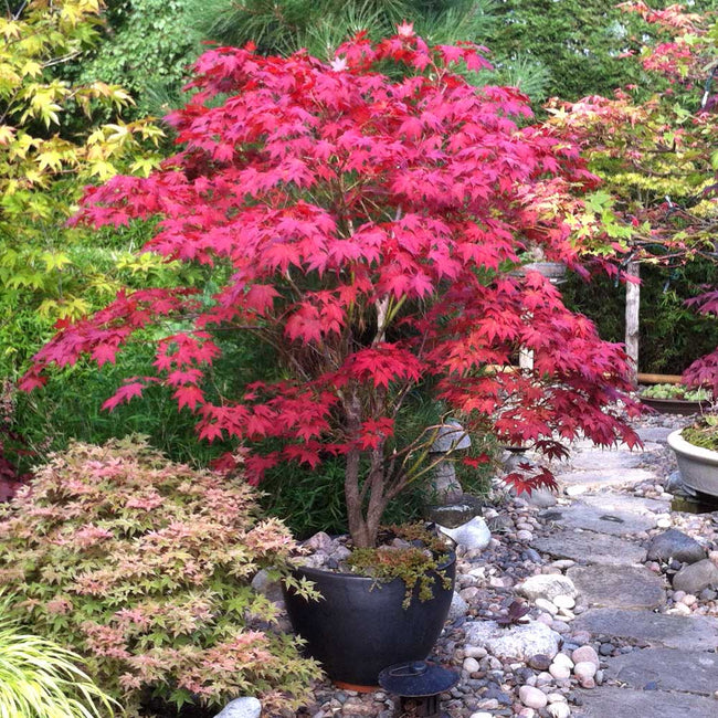 Bloodgood Japanese Maple Trees for Sale – FastGrowingTrees.com