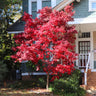 Bloodgood Japanese Maple