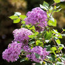 Bloomerang® Lilac Shrub