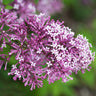 Bloomerang® Lilac Tree