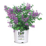 Bloomerang® Lilac Shrub