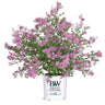 Bloomerang® Lilac Shrub