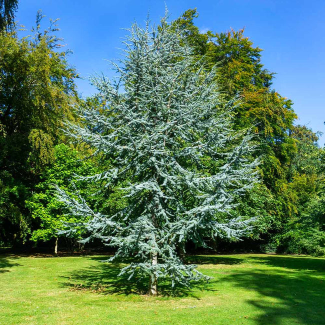 can cedar trees grow in florida