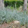 Blue Dune Lyme Grass