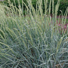 Blue Dune Lyme Grass