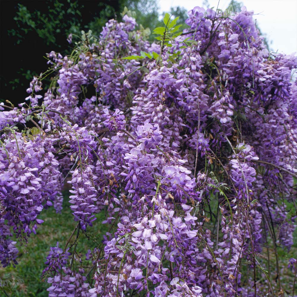 Spring Hill Nurseries Blue Moon Reblooming Wisteria, Live Deciduous  Bareroot Plant, Purple Flowering Perennial Vine (1-Pack) 76911 - The Home  Depot