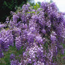 Blue Moon Wisteria Vine