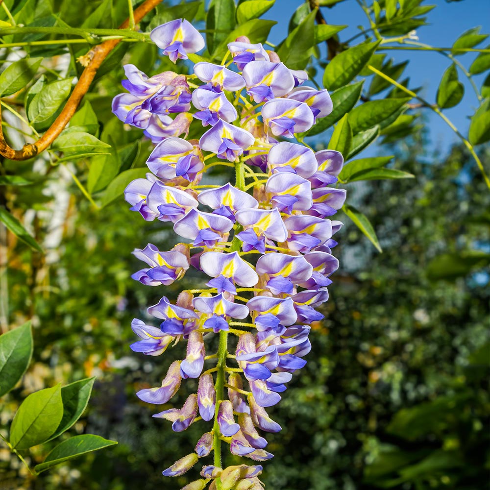 Blue Moon Wisterias for Sale