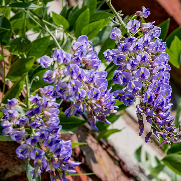 Blue Moon Wisteria Vine