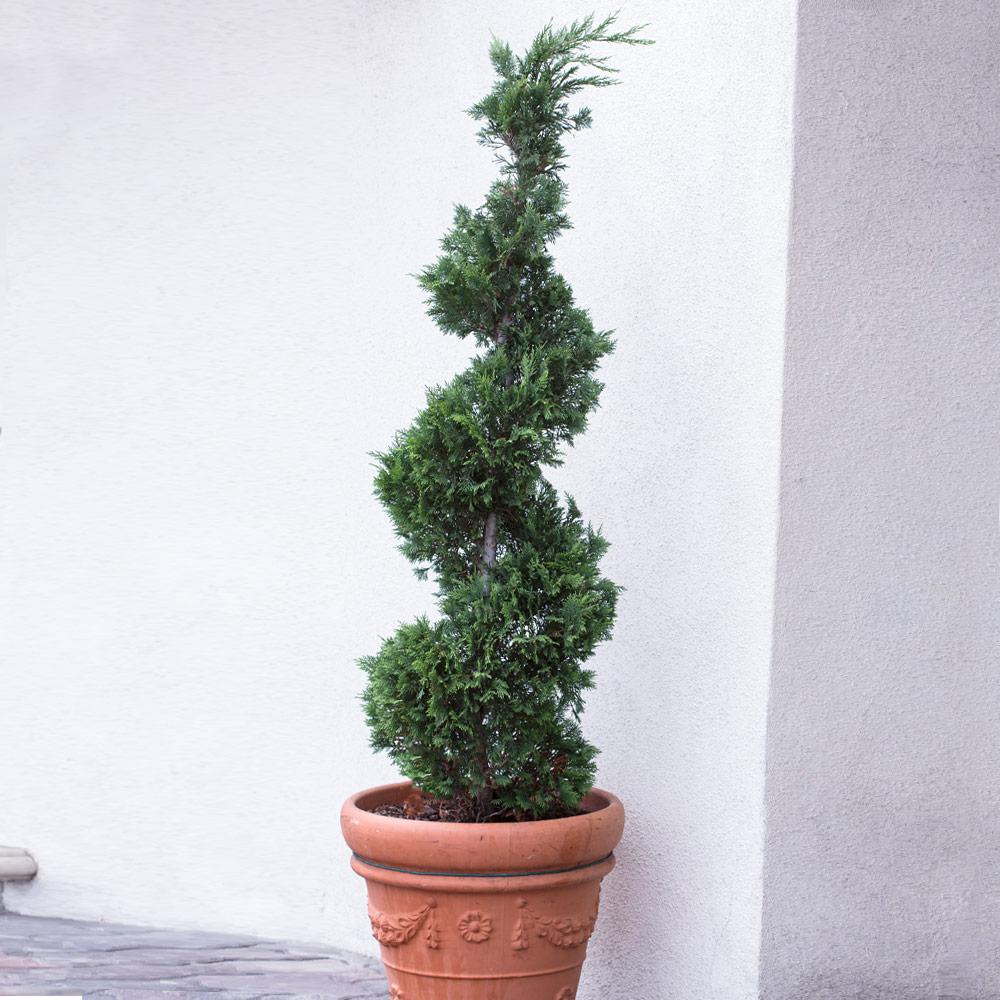 Download Blue Point' Spiral Juniper Gift Plants for Sale- FastGrowingTrees.com