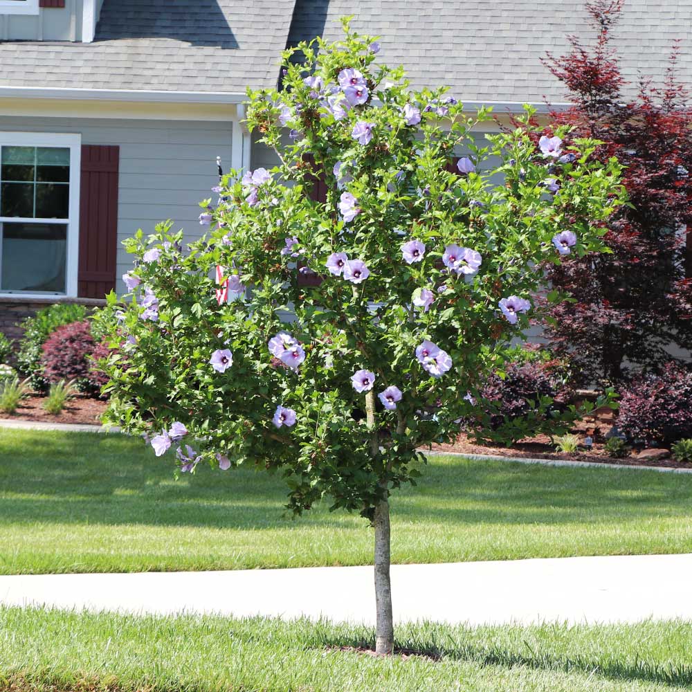 Hibiscus syriacus Pink Chiffon® tree form Rose of Sharon from Home Nursery