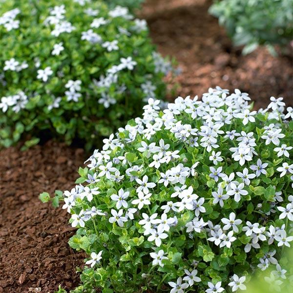 Blue Star Creeper Plants for Sale - FastGrowingTrees.com