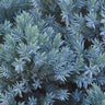 Blue Star Juniper Shrub