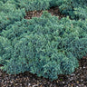 Blue Star Juniper Shrub