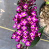 Blueberry Pie™ Butterfly Bush