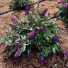 Blueberry Pie Butterfly Bush