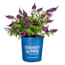 Blueberry Pie™ Butterfly Bush