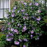 Bluebird Rose of Sharon Hibiscus Shrub