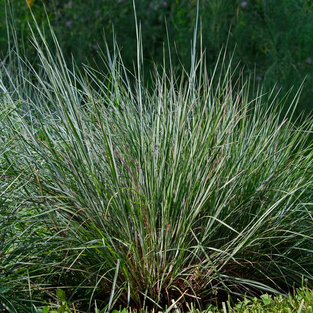 sisachryium blue stem grass