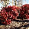 Blush Pink™ Nandina Shrub