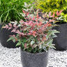 Blush Pink™ Nandina Shrub