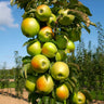 Blushing Delight™ Columnar Apple Tree