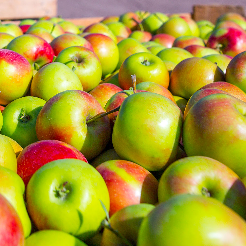 Simple Truth Organic™ Honeycrisp Apples Bag, 2 lb - Smith's Food