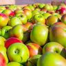 Blushing Delight™ Columnar Apple Tree