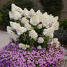 Bobo® Hydrangea Shrub