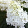 Bobo® Hydrangea Shrub